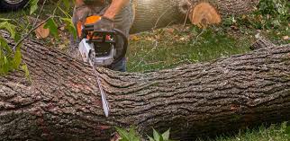 Best Pest Control for Lawns  in Tok, AK