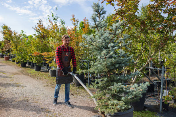 How Our Tree Care Process Works  in  Tok, AK